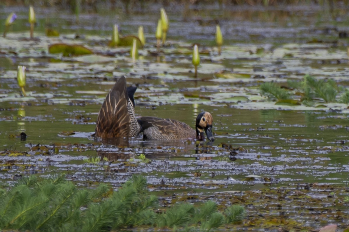 White-faced Whistling-Duck - Luiz Carlos Ramassotti