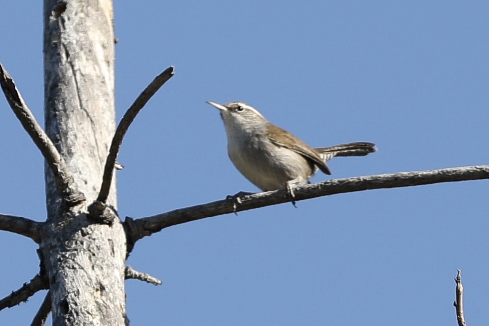 Bewick's Wren - ML380137041