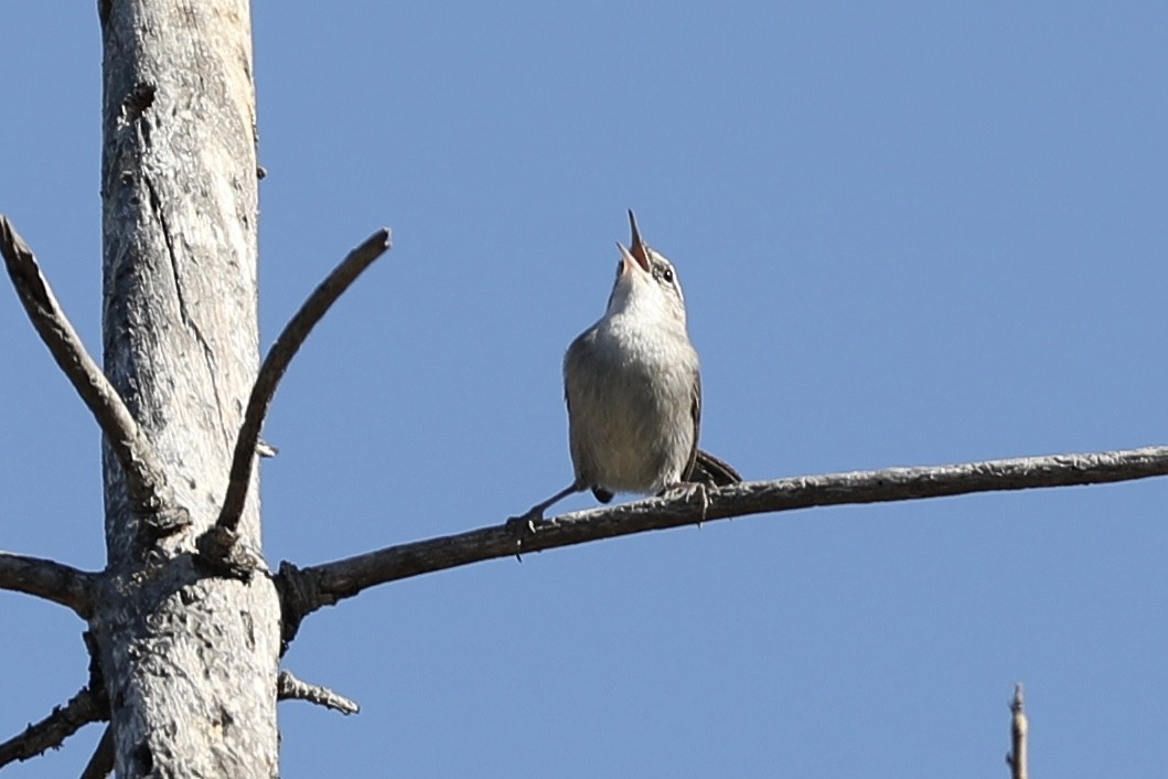 Bewick's Wren - ML380137071