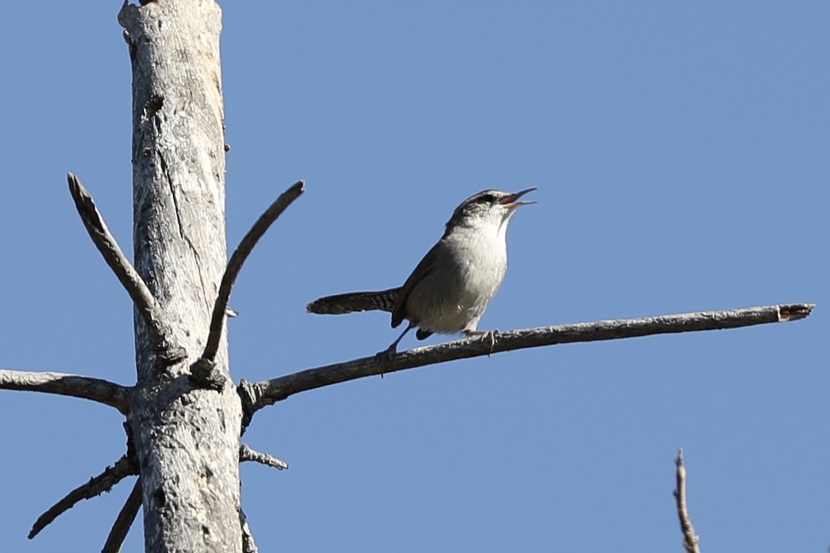 Bewick's Wren - ML380137101