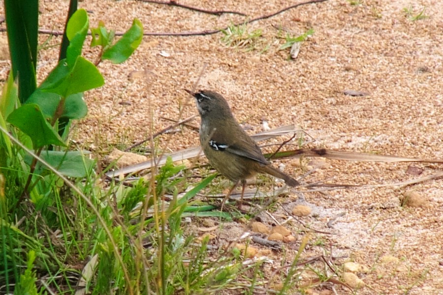 Spotted Scrubwren - ML38013791