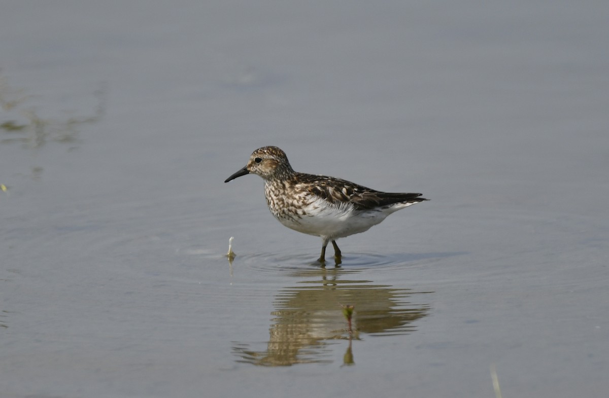 Least Sandpiper - ML380138631