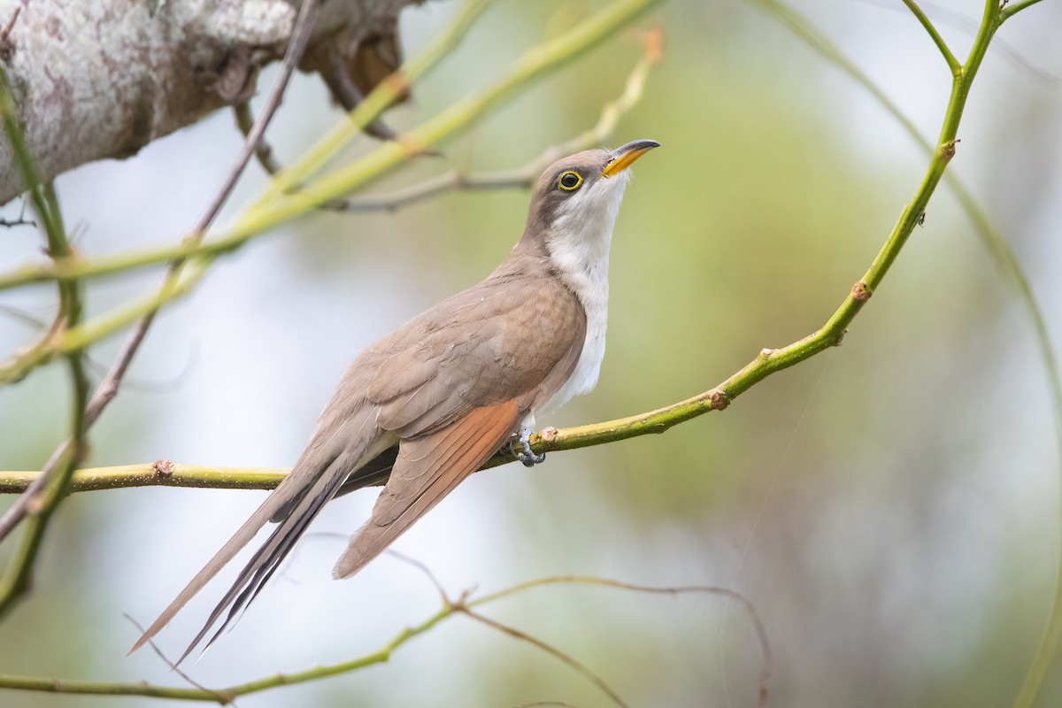 Yellow-billed Cuckoo - ML380138781