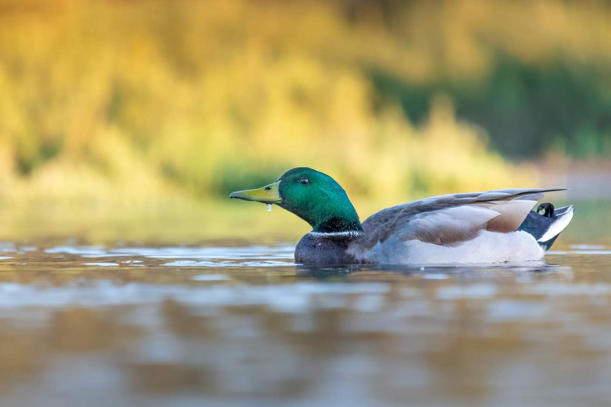 Mallard - Rick Evans