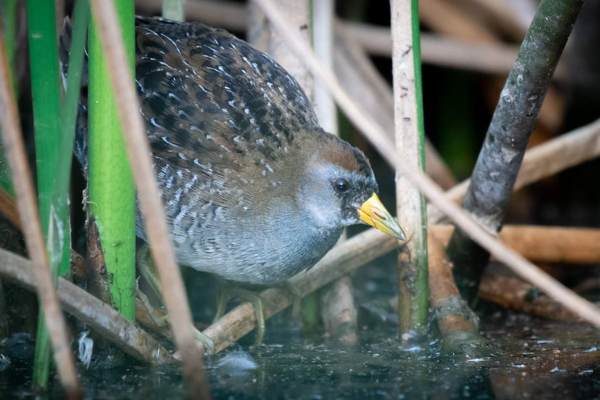 Sora - Rick Evans