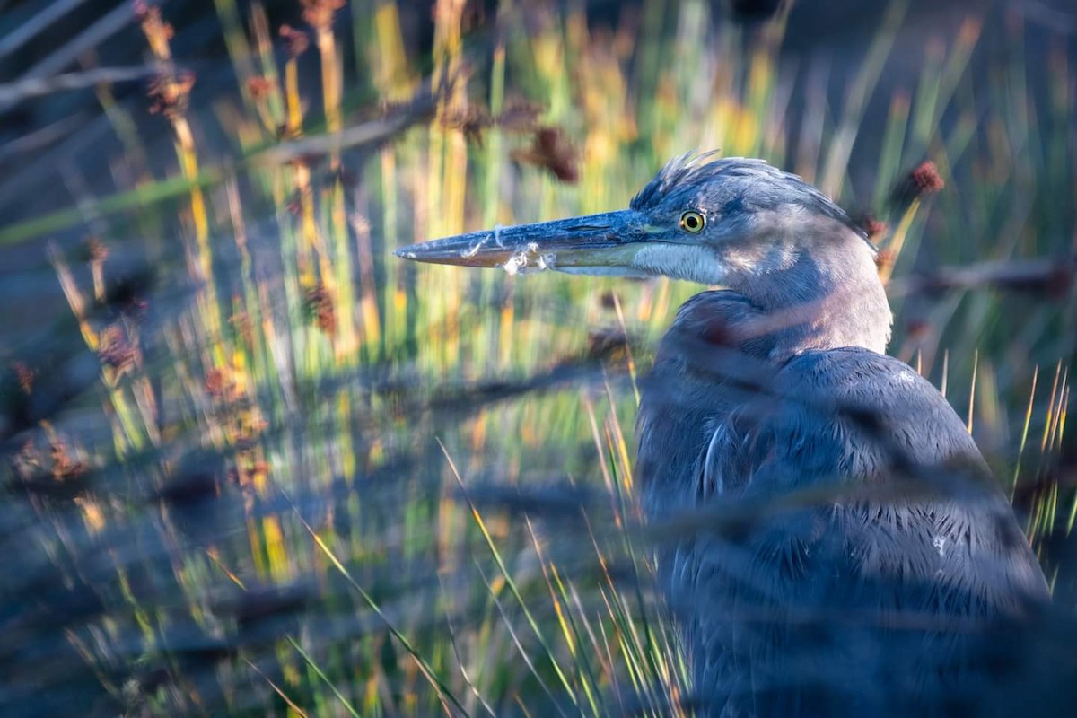 Great Blue Heron - ML380140021