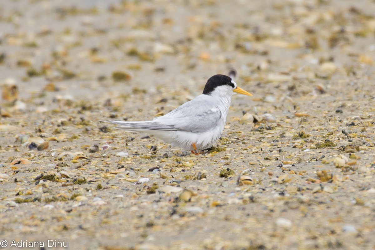 Australian Fairy Tern - ML380140281