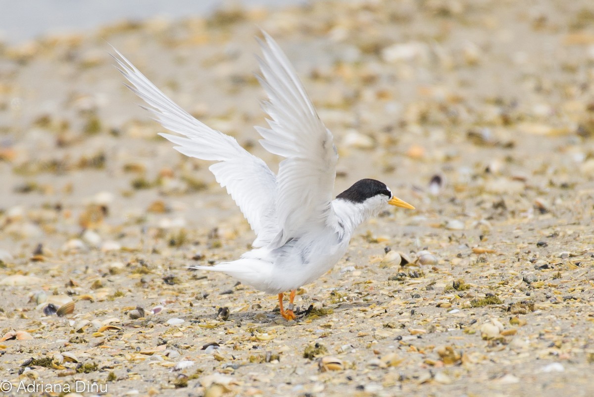 Australian Fairy Tern - ML380140311