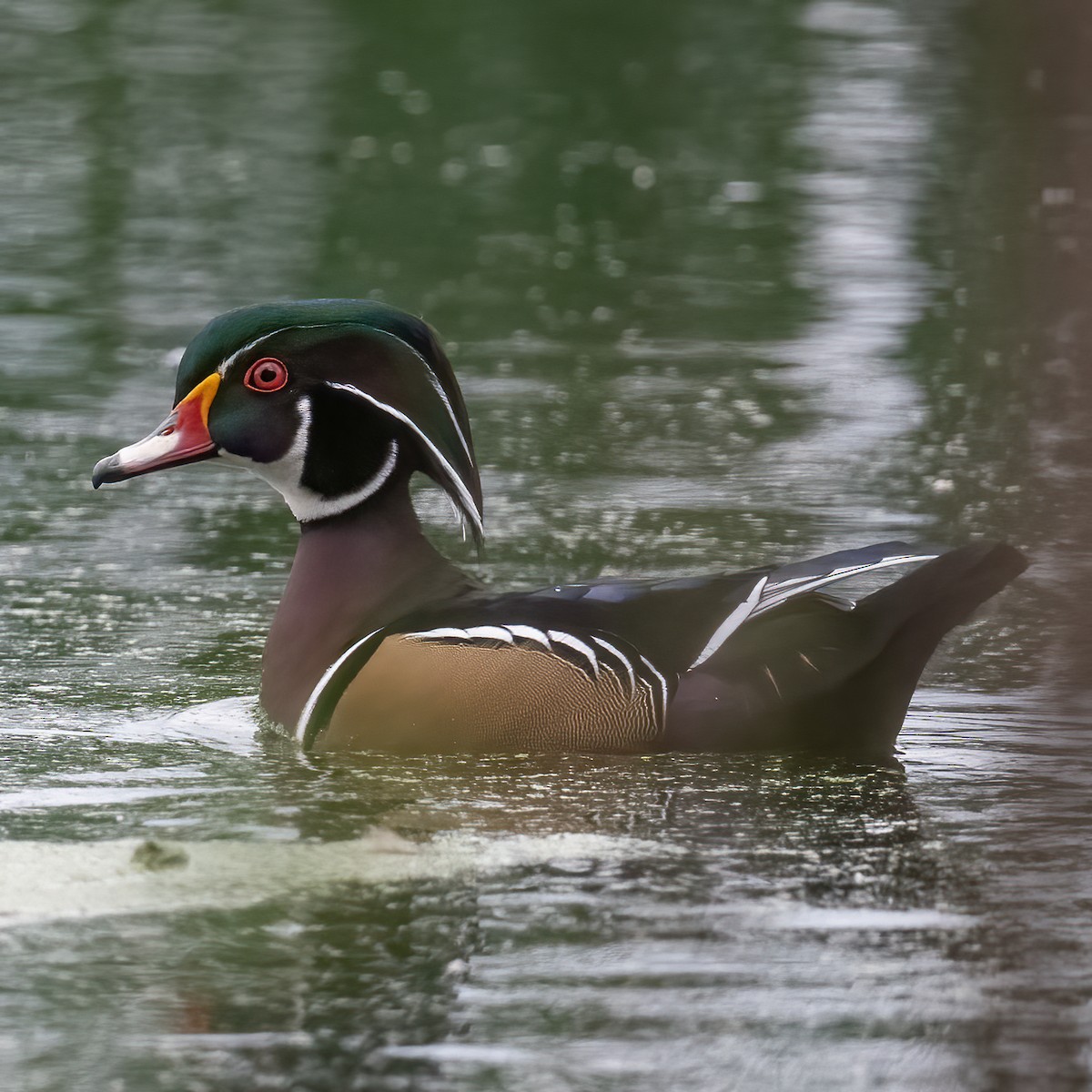 Wood Duck - ML380141011