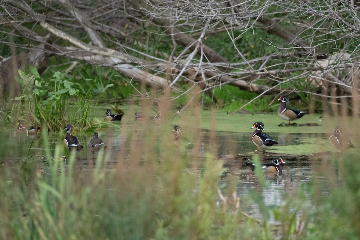 Wood Duck - ML380141021