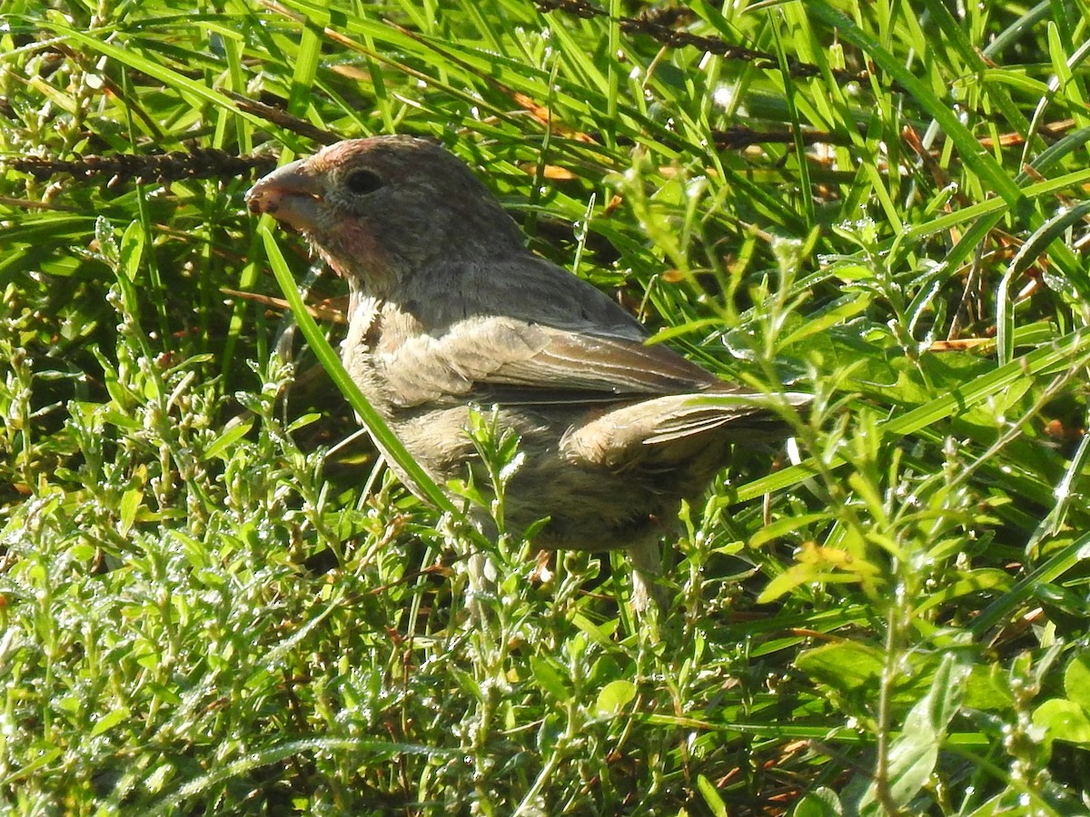 House Finch - ML380143121