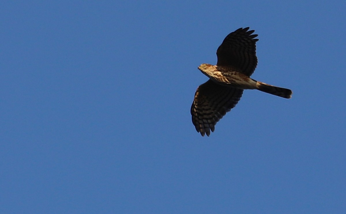 Sharp-shinned Hawk (Northern) - Rob Bielawski