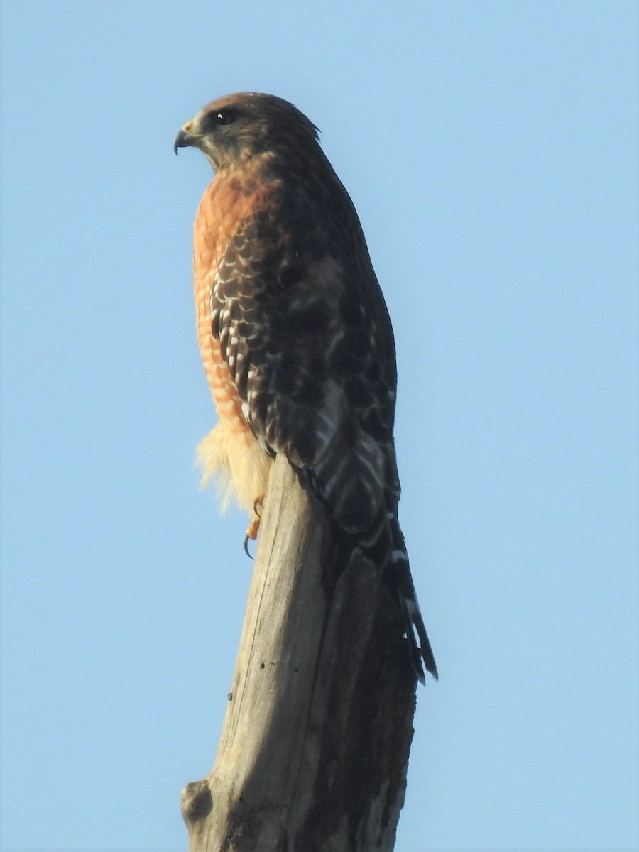 Red-shouldered Hawk - ML380143181