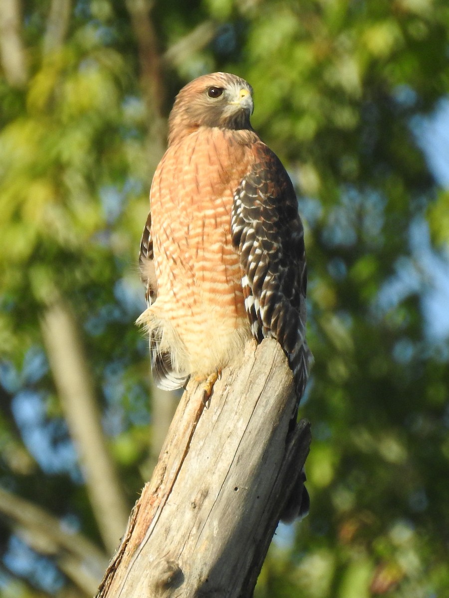 Red-shouldered Hawk - ML380143211