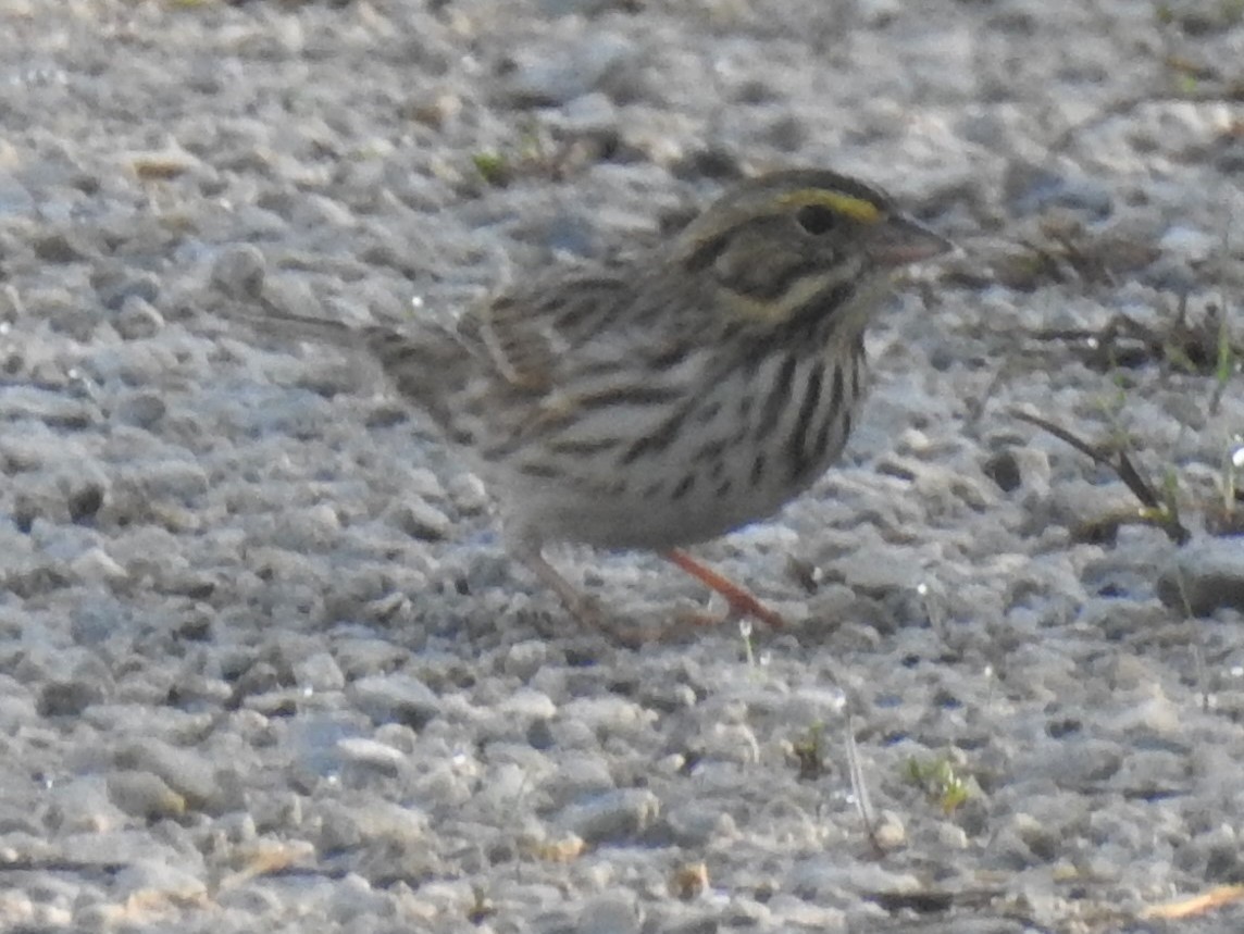 Savannah Sparrow - ML380143301