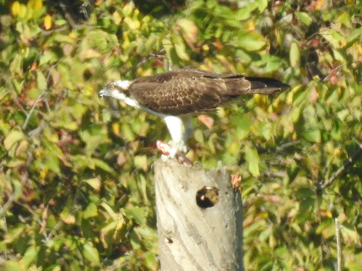 魚鷹 - ML380143461