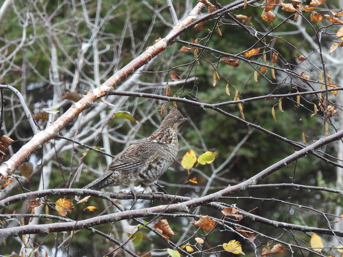 Ruffed Grouse - ML380144271