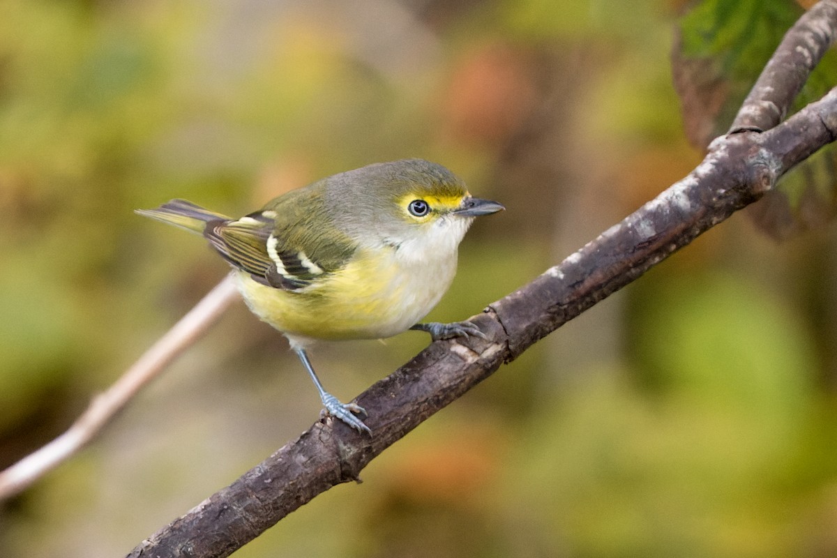 White-eyed Vireo - ML380145621