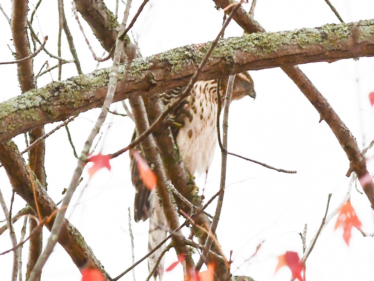 American Goshawk - ML38014571