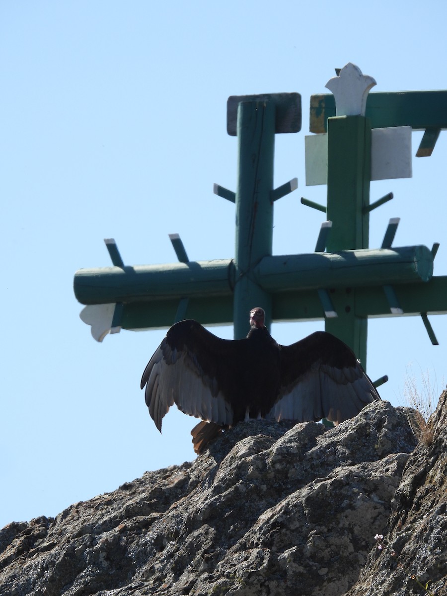 Turkey Vulture - ML380146111