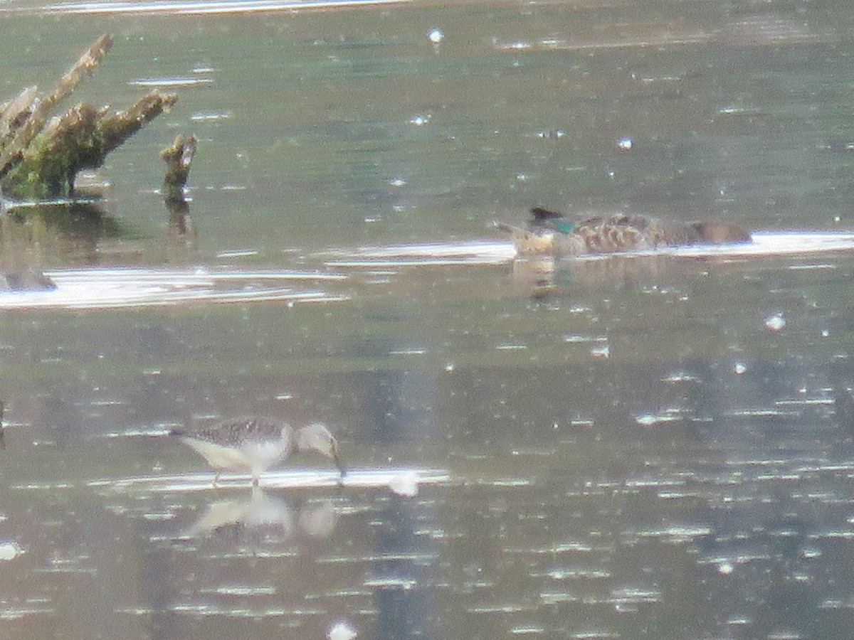 Greater Yellowlegs - Pete Fenner