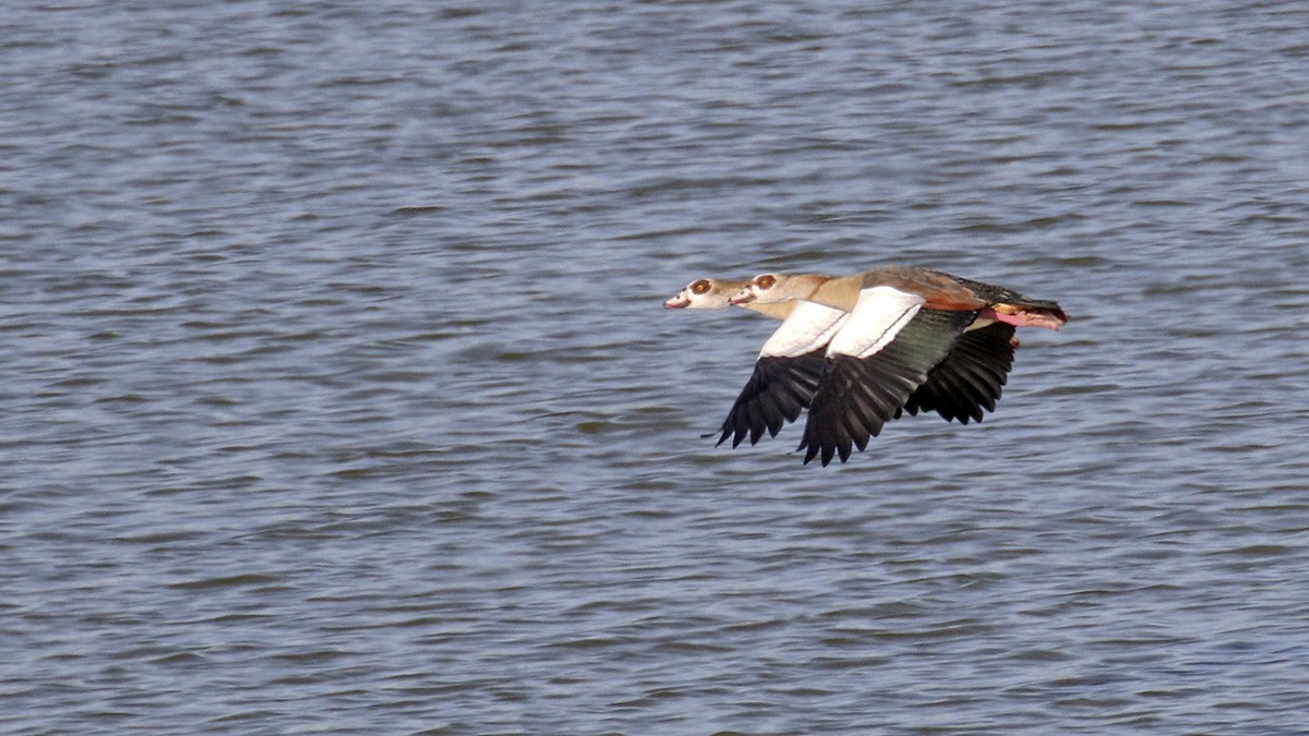 Egyptian Goose - ML380147181