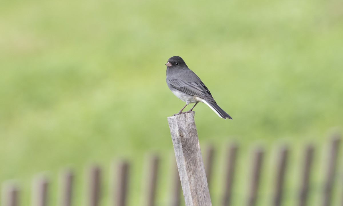 Dark-eyed Junco - Heather Wolf