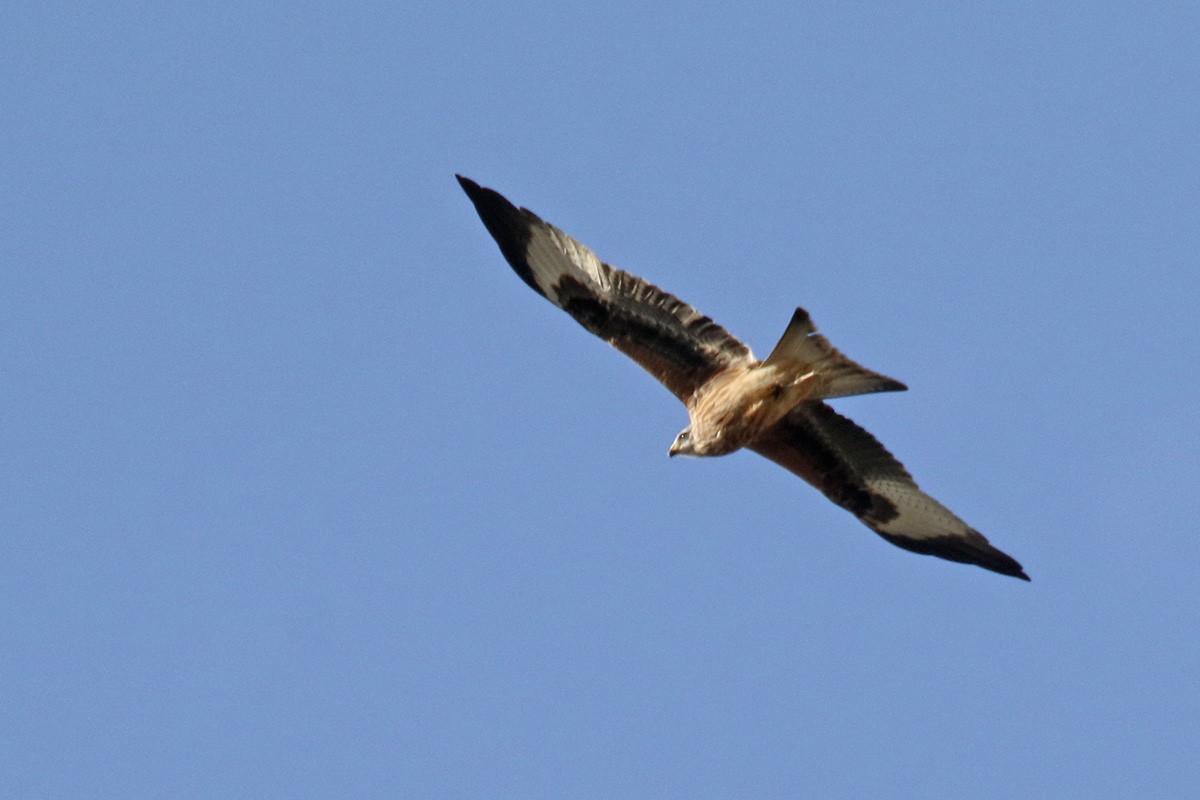 Red Kite - ML380147521