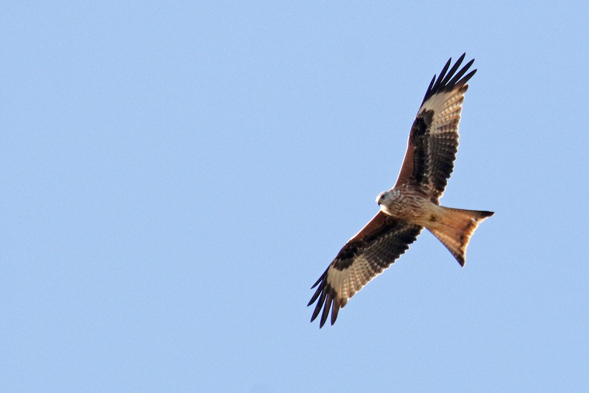 Red Kite - ML380147531