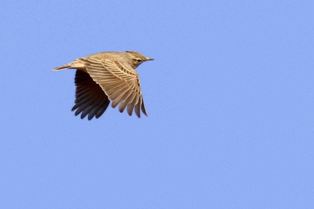 Crested Lark - ML380147641