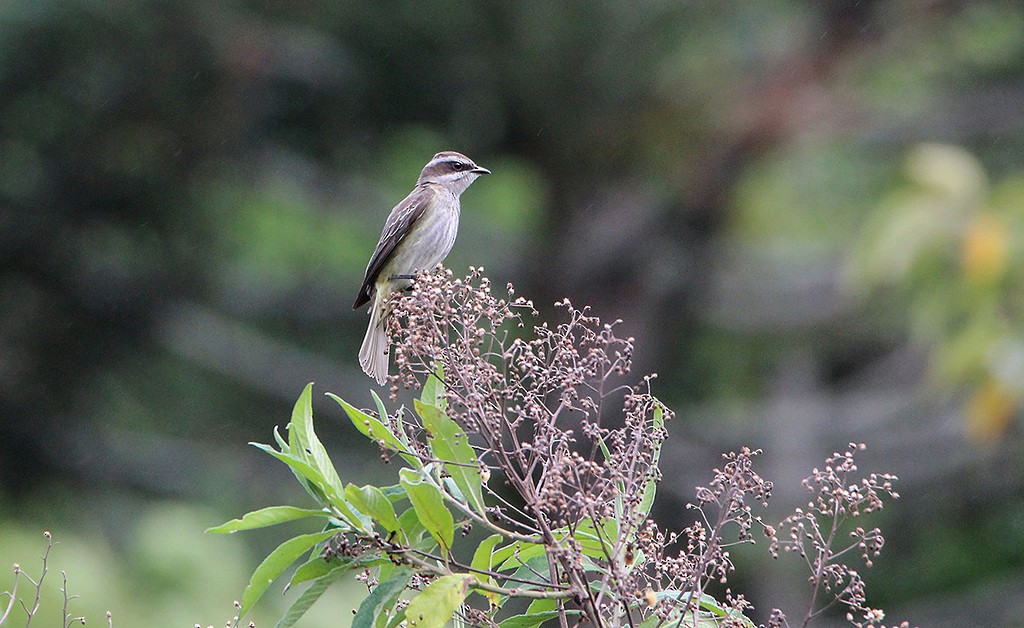 Piratic Flycatcher - ML38014841