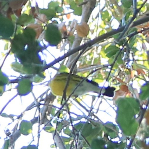 Magnolia Warbler - ML380150031