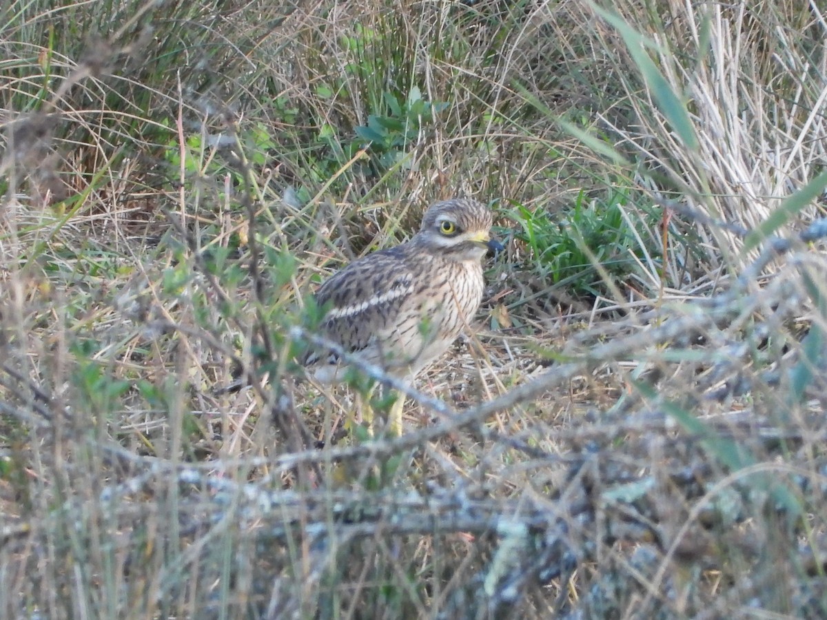 Eurasian Thick-knee - ML380150101