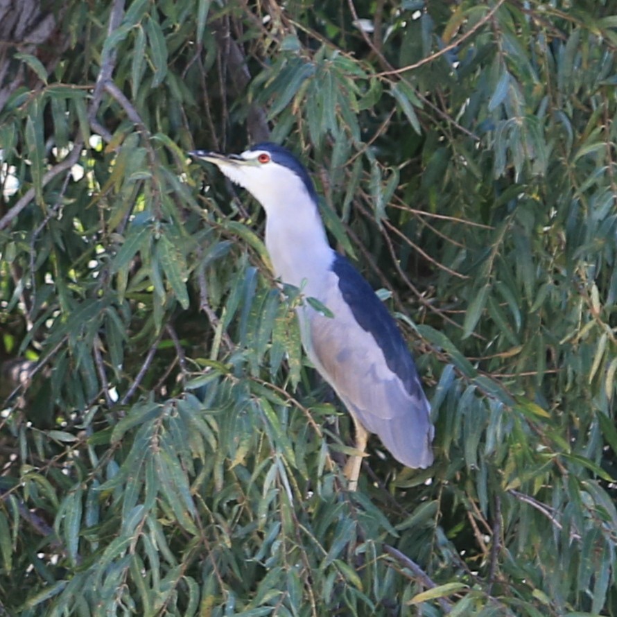 Black-crowned Night Heron - ML380150441