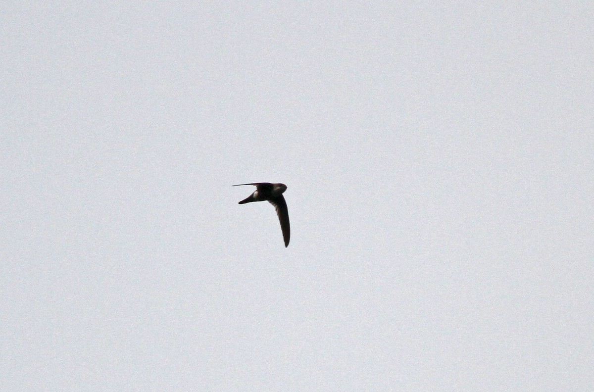 White-tipped Swift - ML38015151