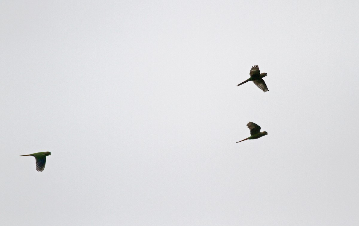 Red-eared Parakeet - ML38015201