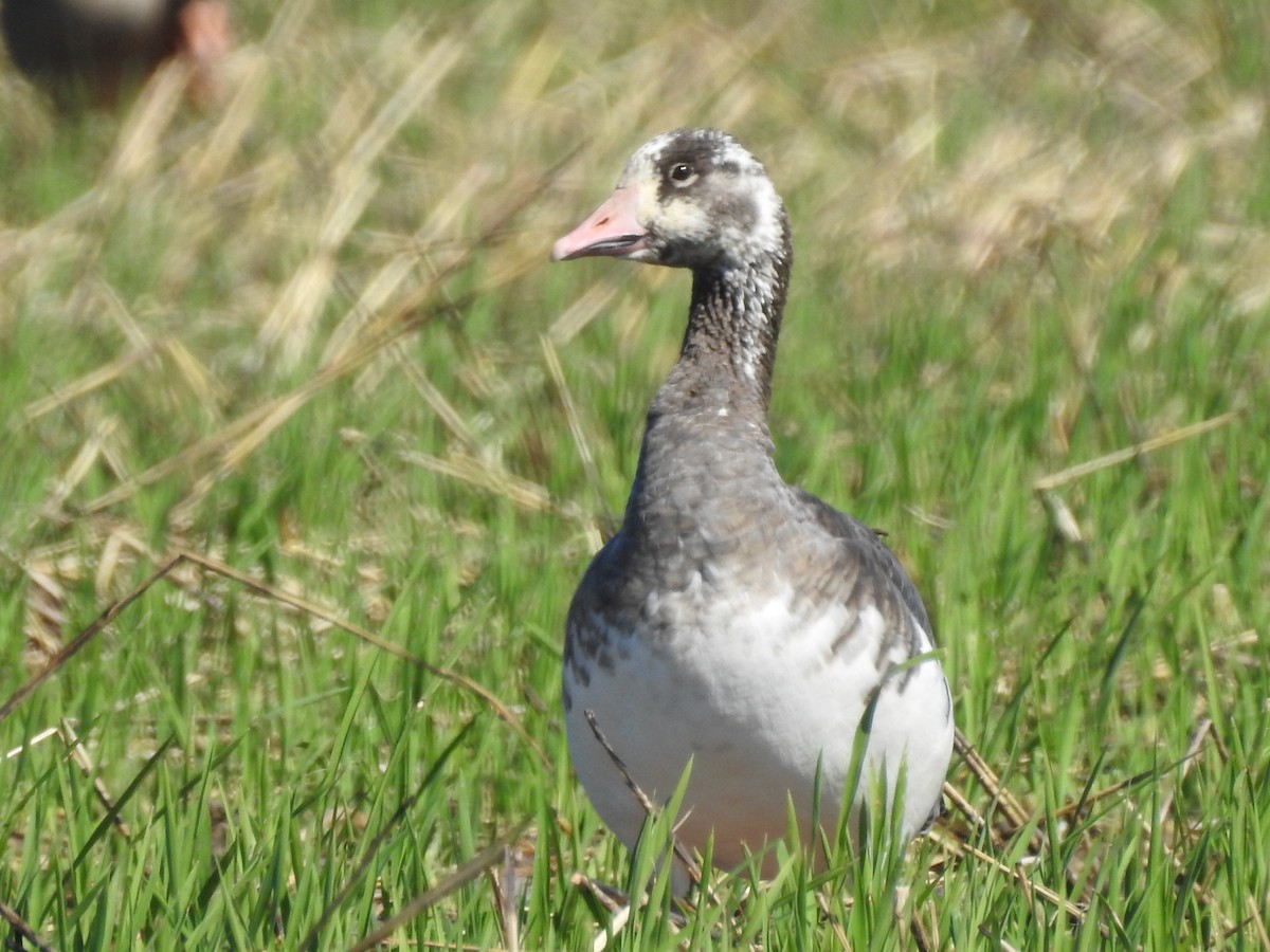 Snow x Greater White-fronted Goose (hybrid) - ML380152171