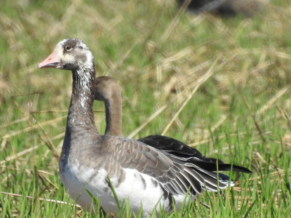 Snow x Greater White-fronted Goose (hybrid) - ML380152191