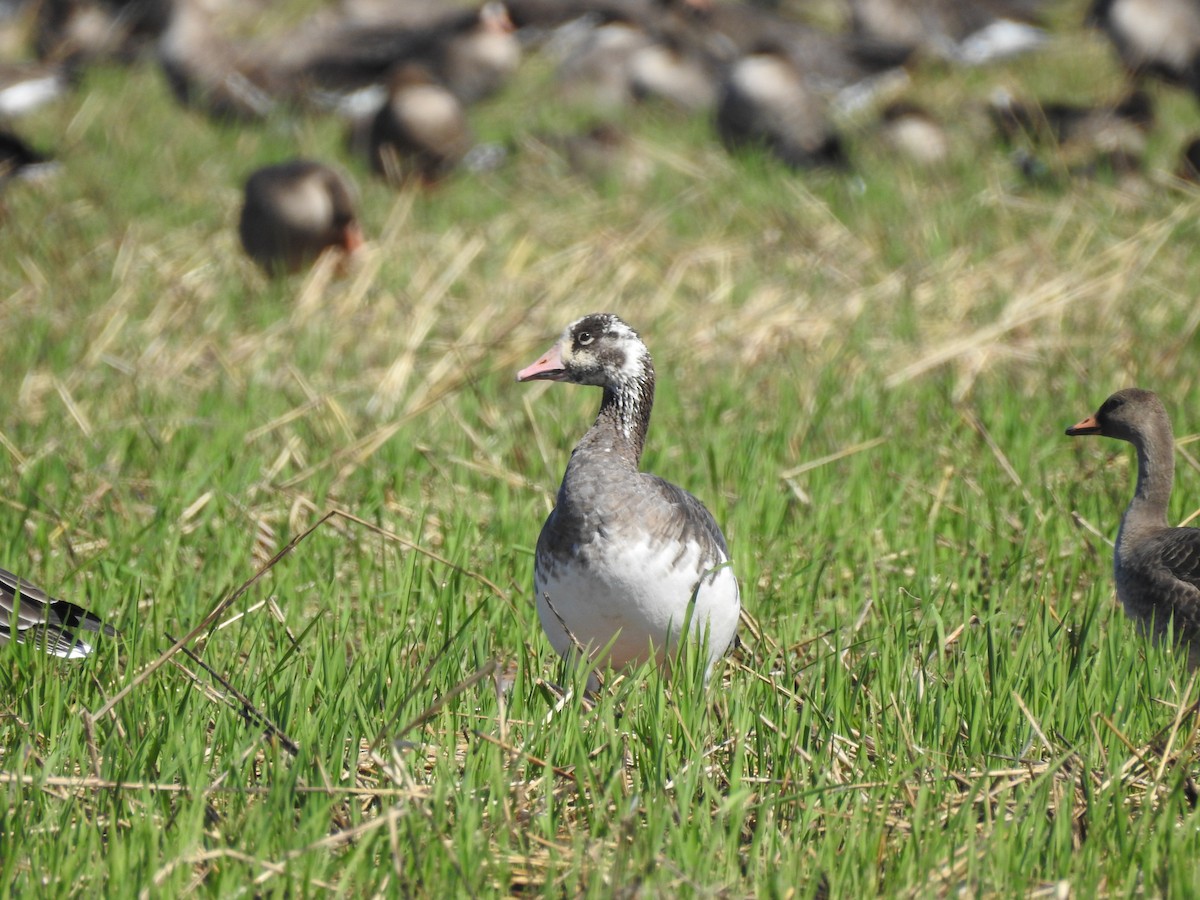 Snow x Greater White-fronted Goose (hybrid) - ML380152201