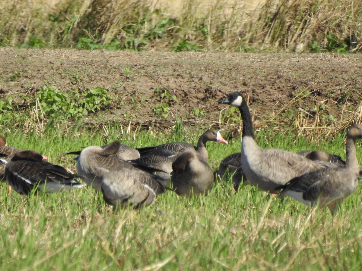 Canada Goose - ML380152501