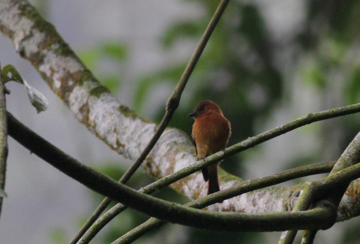 Cinnamon Flycatcher - ML38015261