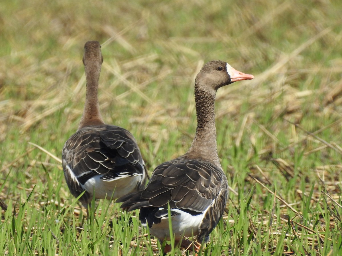 Greater White-fronted Goose - ML380152791
