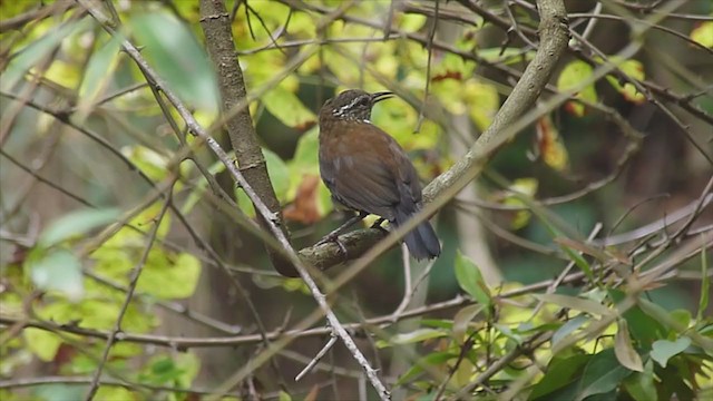 Sharp-tailed Streamcreeper - ML380153791