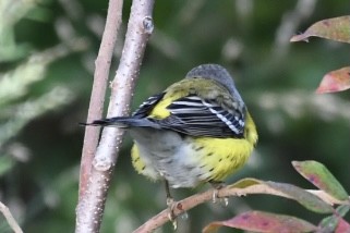 Magnolia Warbler - Bob Diebold