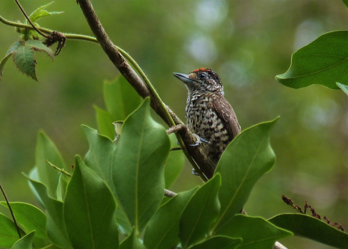 White-wedged Piculet - Carlos Otávio Gussoni