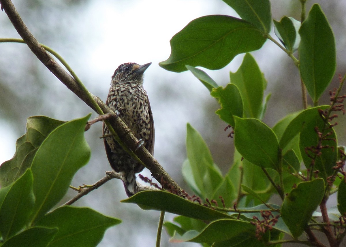 White-wedged Piculet - Carlos Otávio Gussoni