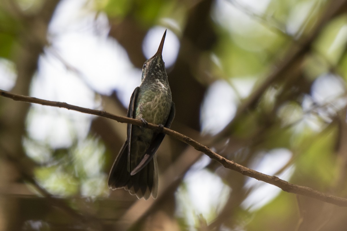 Sombre Hummingbird - ML380157081