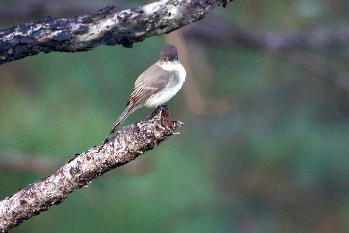 Eastern Phoebe - ML380157191