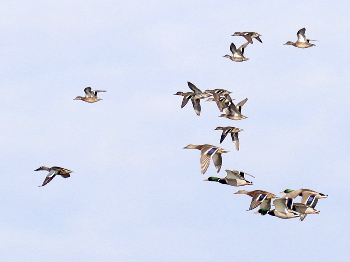 Northern Shoveler - ML380157531