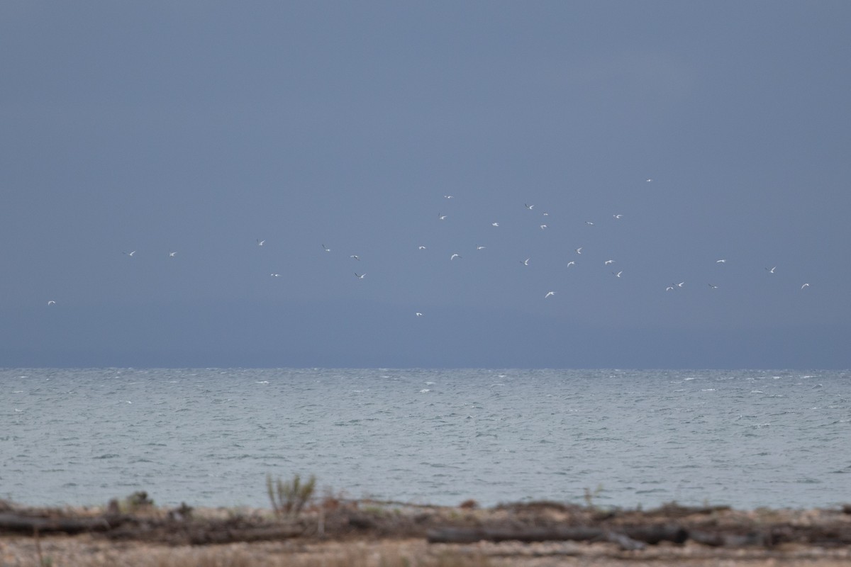 Common Tern - Cory Gregory